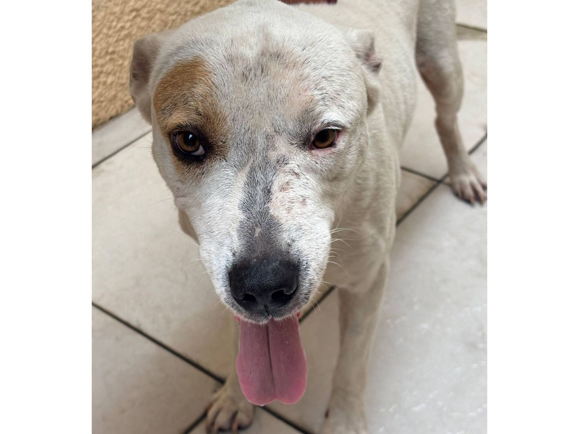 Cachorro raça SRD-ViraLata idade 5 anos nome Bravus