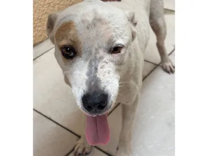 Cachorro raça SRD-ViraLata idade 5 anos nome Bravus