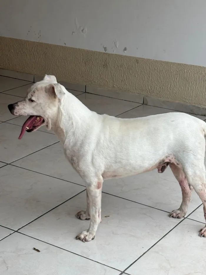Cachorro raça SRD-ViraLata idade 5 anos nome Bravus