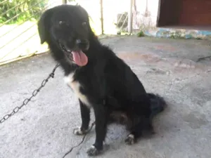 Cachorro raça SRD-ViraLata idade 3 anos nome Amora