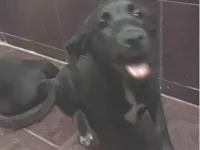 Cachorro raça SRD-ViraLata idade 2 a 6 meses nome MAX
