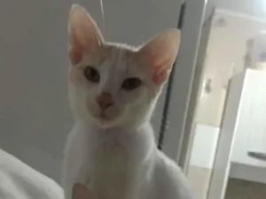 Gato raça SRD-ViraLata idade 2 a 6 meses nome Faísca e caramelo 