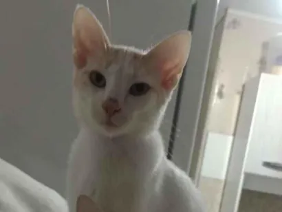 Gato raça SRD-ViraLata idade 2 a 6 meses nome Faísca e caramelo 