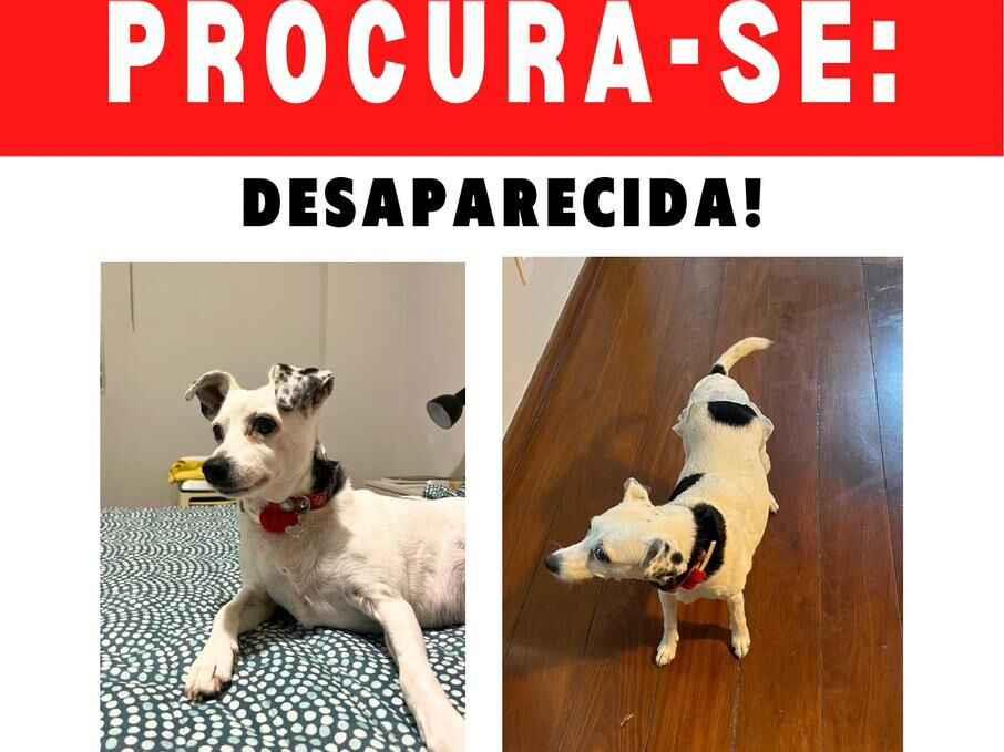 Cachorro raça SRD-ViraLata idade 6 ou mais anos nome Lola