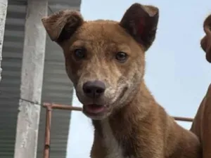 Cachorro raça Pit-Bull idade 7 a 11 meses nome DERICK