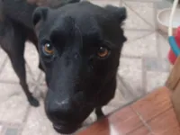 Cachorro raça SRD-ViraLata idade 6 ou mais anos nome Nego
