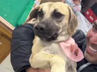 Cachorro raça SRD-ViraLata idade 2 anos nome MICHELE