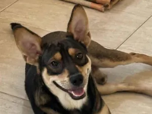 Cachorro raça SRD-ViraLata idade 2 anos nome THOR