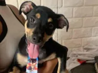 Cachorro raça SRD-ViraLata idade 7 a 11 meses nome Negão 