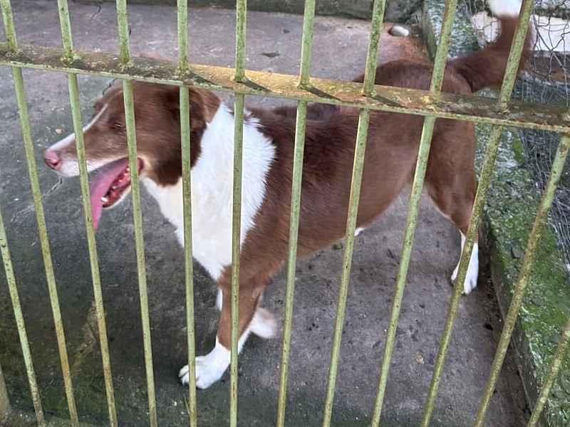 Cachorro raça SRD-ViraLata idade 4 anos nome Cachorrinha dócil e independente