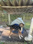 Cachorro raça SRD-ViraLata idade 3 anos nome Cachorrinho dócil e carinhoso