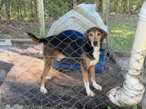 Cachorro raça SRD-ViraLata idade 3 anos nome Cachorrinho dócil e carinhoso