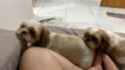 Cachorro raça Shitzu idade 5 anos nome Melissa