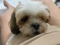 Cachorro raça Shitzu idade 5 anos nome Melissa