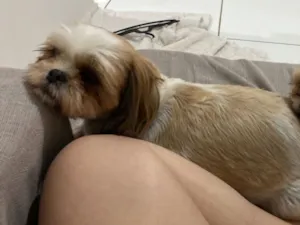 Cachorro raça Shitzu idade 5 anos nome Melissa
