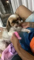 Cachorro raça Shitzu idade 5 anos nome Lilika