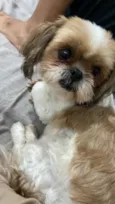 Cachorro raça Shitzu idade 5 anos nome Lilika