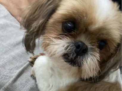 Cachorro raça Shitzu idade 5 anos nome Lilika