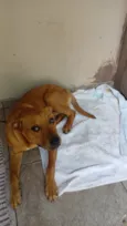 Cachorro raça SRD-ViraLata idade 1 ano nome Baruck