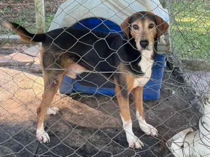 Cachorro raça SRD-ViraLata idade 3 anos nome Cachorrinho dócil e carinhoso