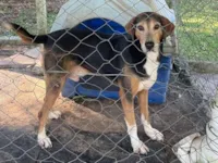 Cachorro raça SRD-ViraLata idade 3 anos nome Cachorrinho dócil e carinhoso
