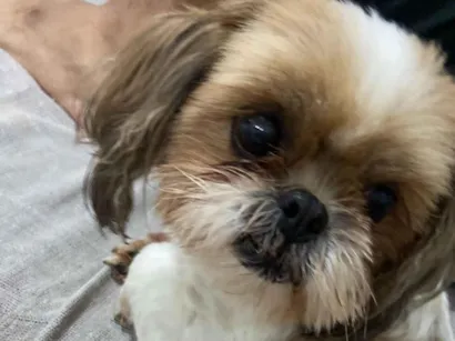 Cachorro raça Shitzu idade 5 anos nome Lilika