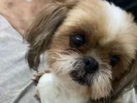 Cachorro raça Shitzu idade 5 anos nome Lilika