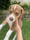 Cachorro raça SRD-ViraLata idade 2 a 6 meses nome Chico (Chiquinho)