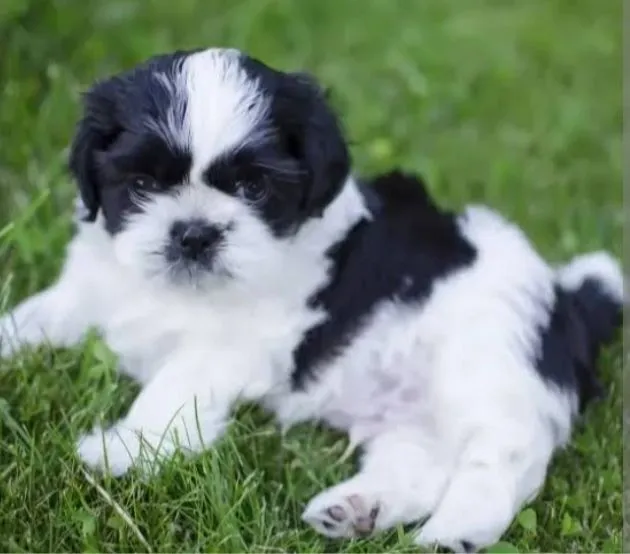 Cachorro raça Shitzu idade 2 a 6 meses nome Maria flor 