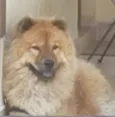 Cachorro raça Chow Chow idade 4 anos nome Dora
