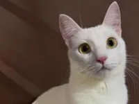 Gato raça Angorá idade 5 anos nome Lorena 