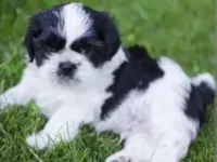 Cachorro raça Shitzu idade 2 a 6 meses nome Maria flor 