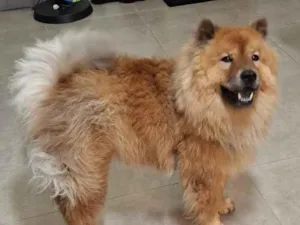 Cachorro raça Chow Chow idade 4 anos nome Dora