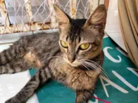 Gato raça SRD-ViraLata idade 1 ano nome Chanel