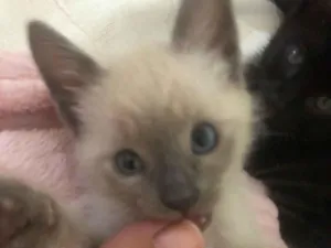Gato raça SRD-ViraLata idade Abaixo de 2 meses nome Fumaça e Mancha