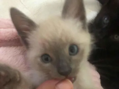 Gato raça SRD-ViraLata idade Abaixo de 2 meses nome Fumaça e Mancha