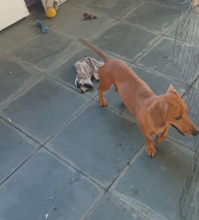 Cachorro raça Basset-Cofap idade 5 anos nome Théo 