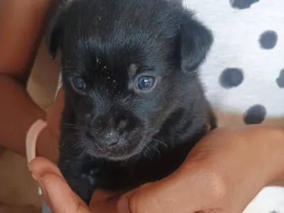 RENATO CORREIA DO NASCIMENTO