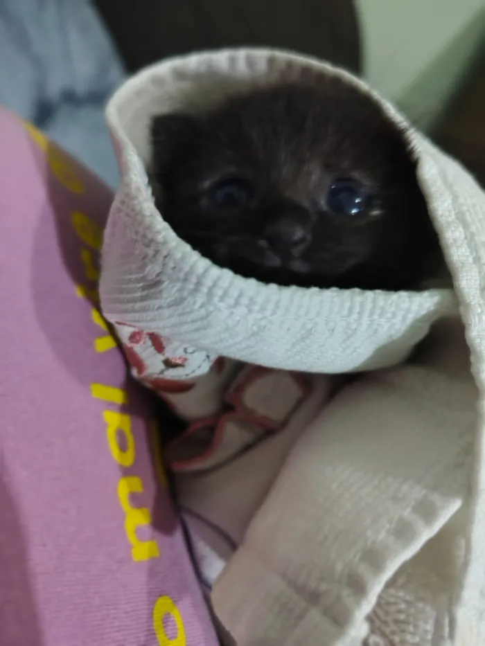 Gato raça SRD-ViraLata idade Abaixo de 2 meses nome Não tem nome 