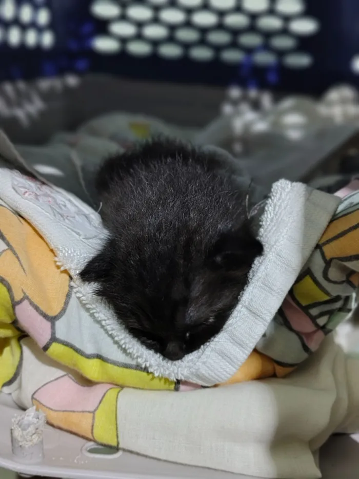 Gato raça SRD-ViraLata idade Abaixo de 2 meses nome Não tem nome 