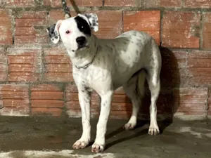 Cachorro raça Pit-Bull idade 2 a 6 meses nome Maya