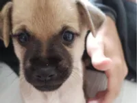 Cachorro raça SRD-ViraLata idade Abaixo de 2 meses nome Sem nome
