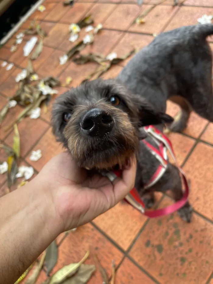 Cachorro raça SRD-ViraLata idade 2 anos nome Filó