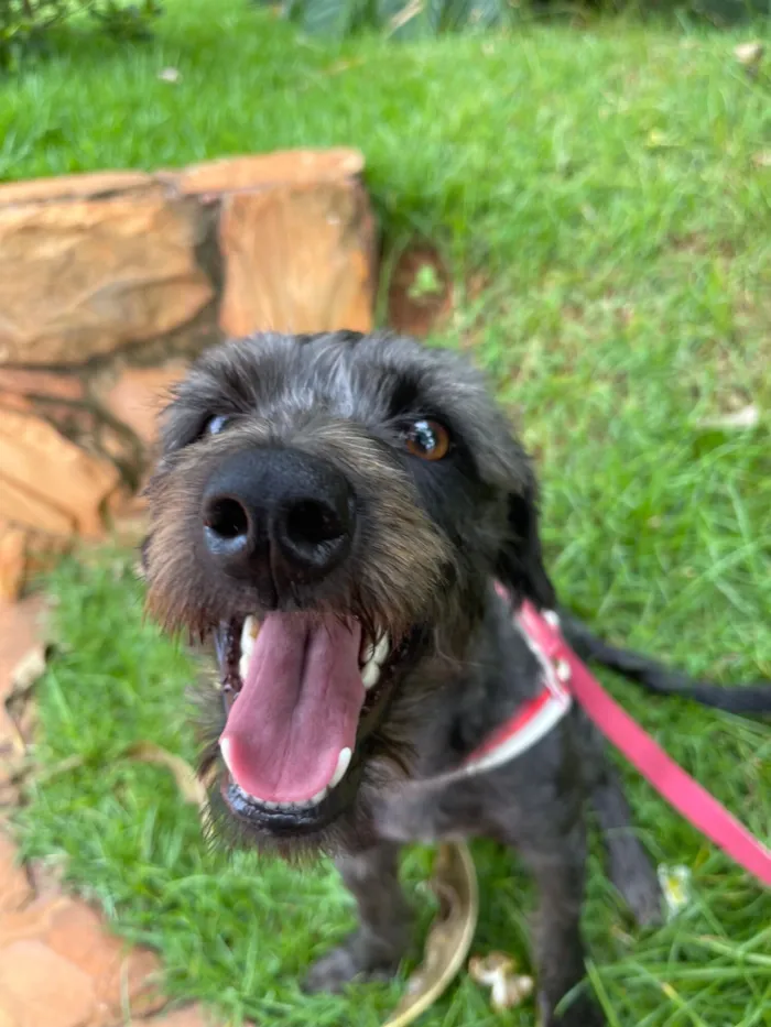 Cachorro raça SRD-ViraLata idade 2 anos nome Filó