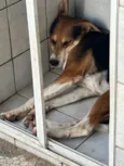 Cachorro raça SRD-ViraLata idade 3 anos nome MALU