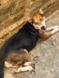 Cachorro raça SRD-ViraLata idade 3 anos nome MALU