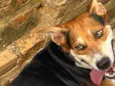 Cachorro raça SRD-ViraLata idade 3 anos nome MALU