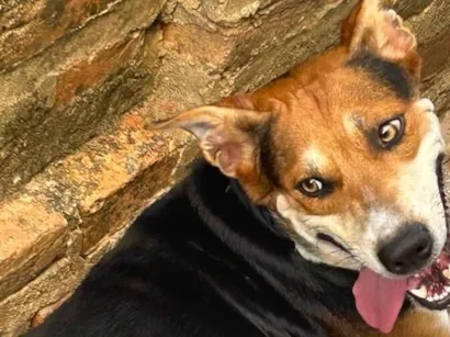 Cachorro raça SRD-ViraLata idade 3 anos nome MALU