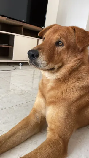 Cachorro raça Chow Chow idade 3 anos nome Apollo