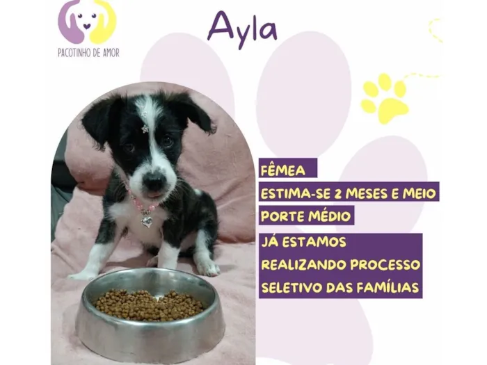 Cachorro raça SRD-ViraLata idade 2 a 6 meses nome Ayla